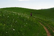 66 Spettacolo di narcisi